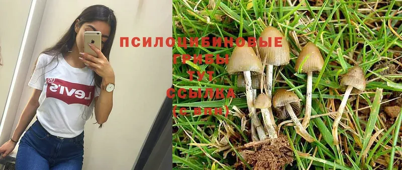 Галлюциногенные грибы Psilocybe  Краснослободск 